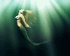 **Ster Avi Sereia