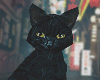 Black Cat Acc