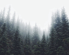 6v3| Forest