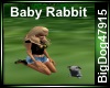 [BD] Baby Rabbit
