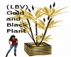 (LBV) Gold and Blk Plnt