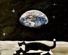 Cat world