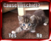 Mischievious Kittens