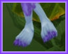Lavender Toes Foxtrot