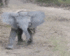 Baby Elephant Cuddle
