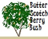 Butterscotch Berry Bush