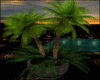 SunSeT Tropical Palms