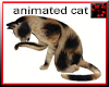 animated cat