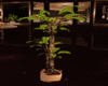 :1: Revue Banana Plant