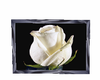 white rose picture 4
