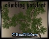 (OD) climbing pot plant