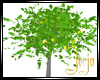 [JSA] Lemon Tree