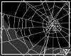 ▲Vz' Spider Web