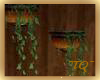 ~TQ~hanging pot fern