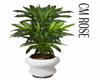 CMR/ Draecena Plant