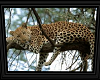 Sleeping Leopard ver.2