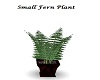 Small Fern Plant