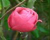 Closed Rose