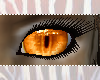 Orange Cat Eyes {F}