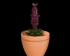 pretty plant in pot