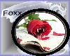 {Foxx} Pet Rose
