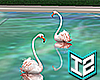 flamingos
