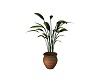Cherokee Potted Plant