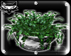# plant 3 ivy silver pot