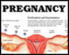 Pregnancy & Birth Chart