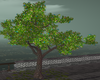 BR Green Tree Ani 1