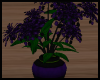 Purple Funky Plant 