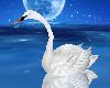 Beautiful Ref. Swan Swim