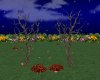 Fairy Ring