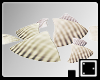 ` Seashells Display