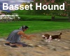 [BD]Basset Hound
