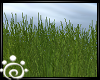 WW: Long Grass