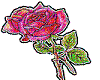 pretty pink rose