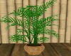 [TA] Tropical Plant