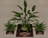 Diciannove Plants