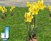 Spring Flowers:Daffodils