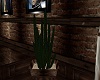 CS Cactus Plant