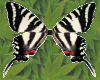 *P*Zebra Swallowtail