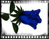 !N! Blue Rose