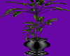 Plant II