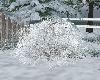 Snow Bush