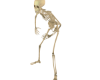 ~H Skeleton