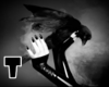 Crow picture