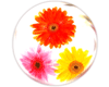 Flower Globe 007