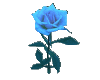 Mystical Blue Rose