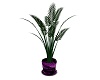 Purple Pot Plant